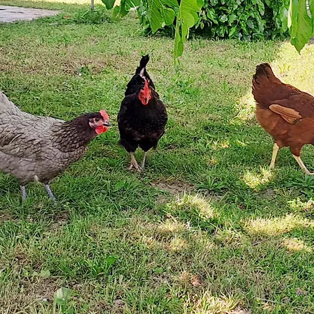Ferienhaus Les De Lescurou *